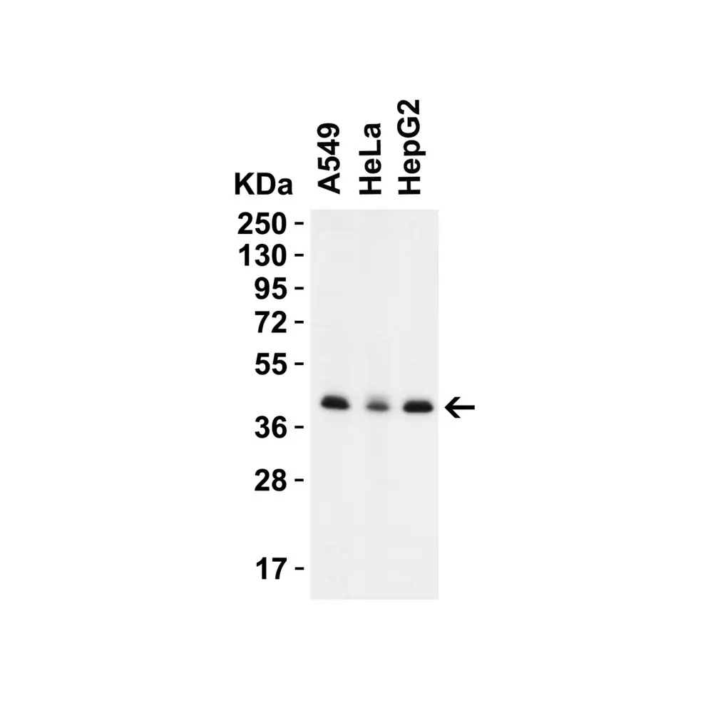 ProSci 9665 PEX3 (CT) Antibody, ProSci, 0.1 mg/Unit Primary Image