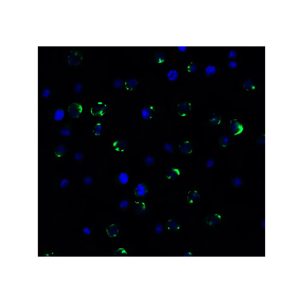 ProSci 9667_S PEX3 (IN) Antibody, ProSci, 0.02 mg/Unit Quaternary Image