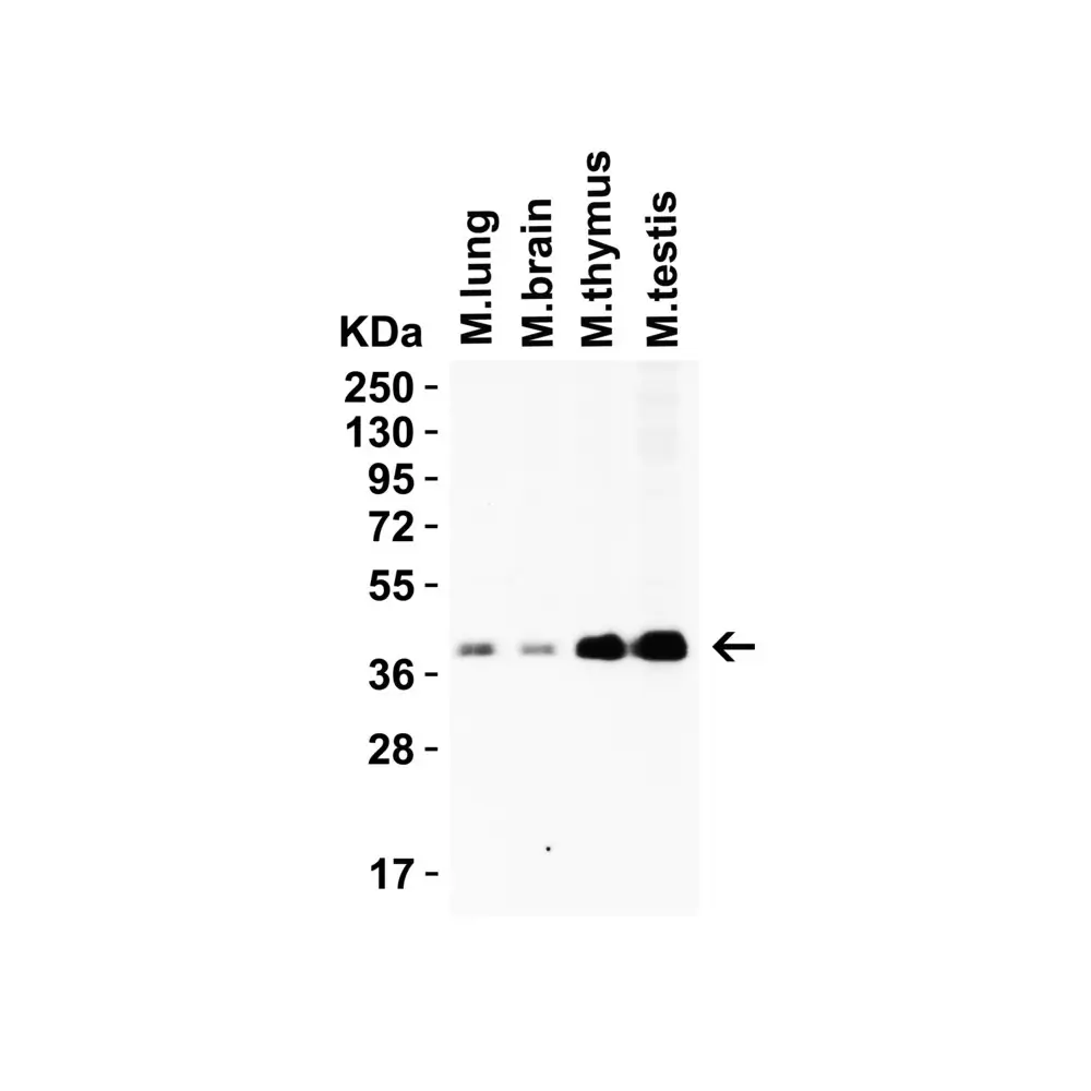 ProSci 9667_S PEX3 (IN) Antibody, ProSci, 0.02 mg/Unit Secondary Image