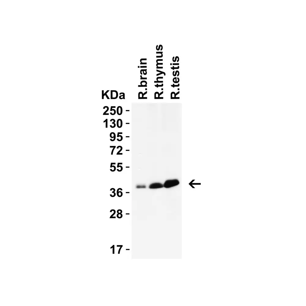 ProSci 9667_S PEX3 (IN) Antibody, ProSci, 0.02 mg/Unit Tertiary Image