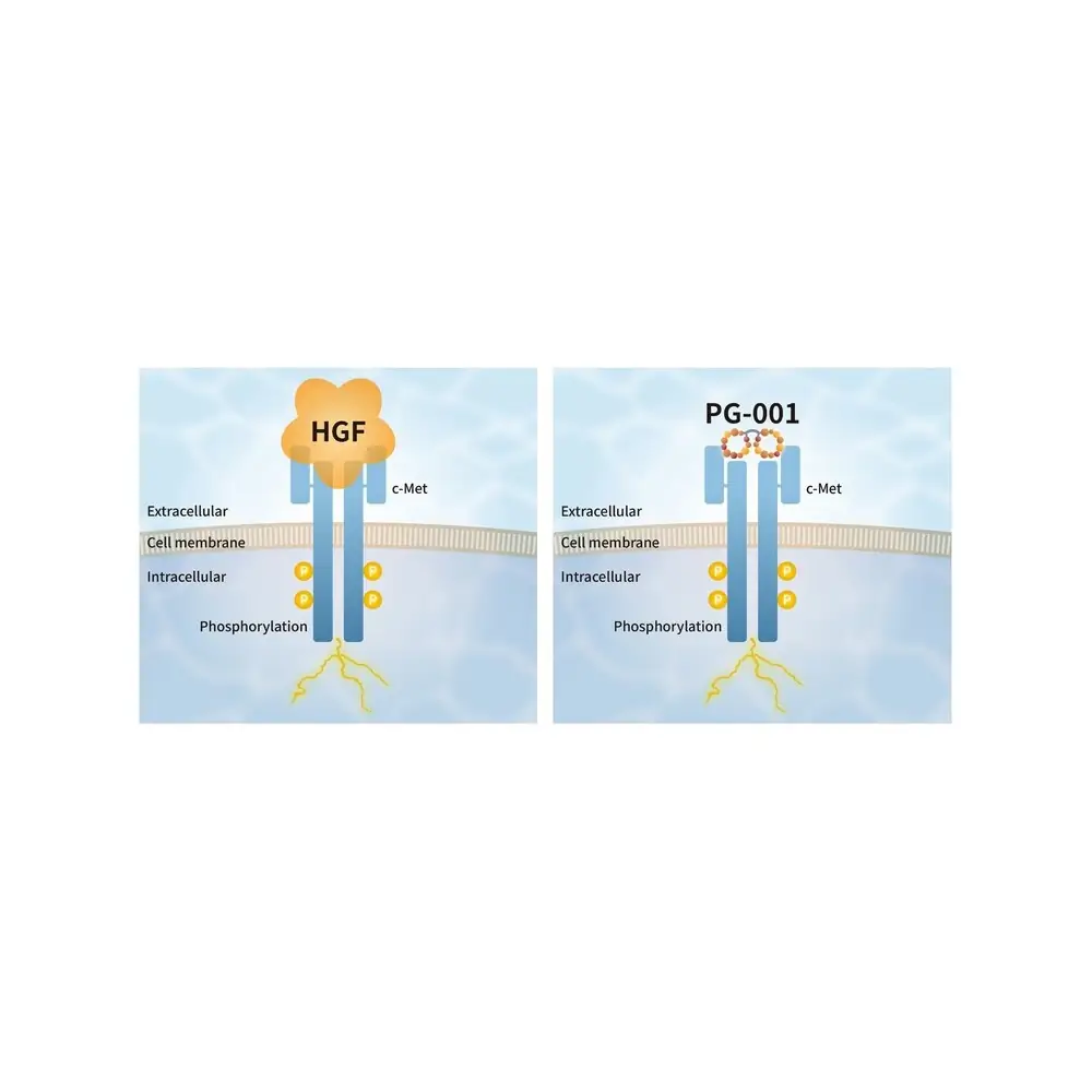 PeptiGrowth PG-001 HGF Alternative Peptide, c-Met Agonist, 2 