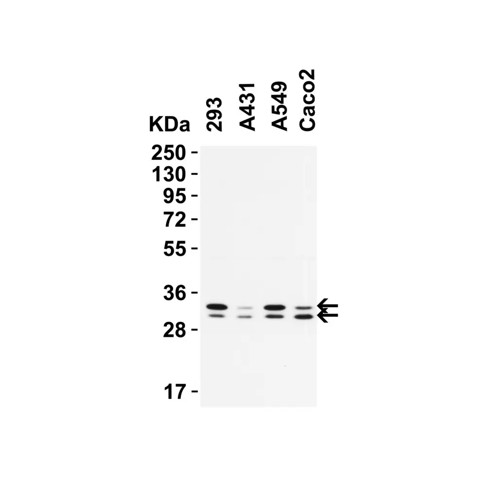 ProSci 9517 PGAM5 (CT) Antibody, ProSci, 0.1 mg/Unit Secondary Image