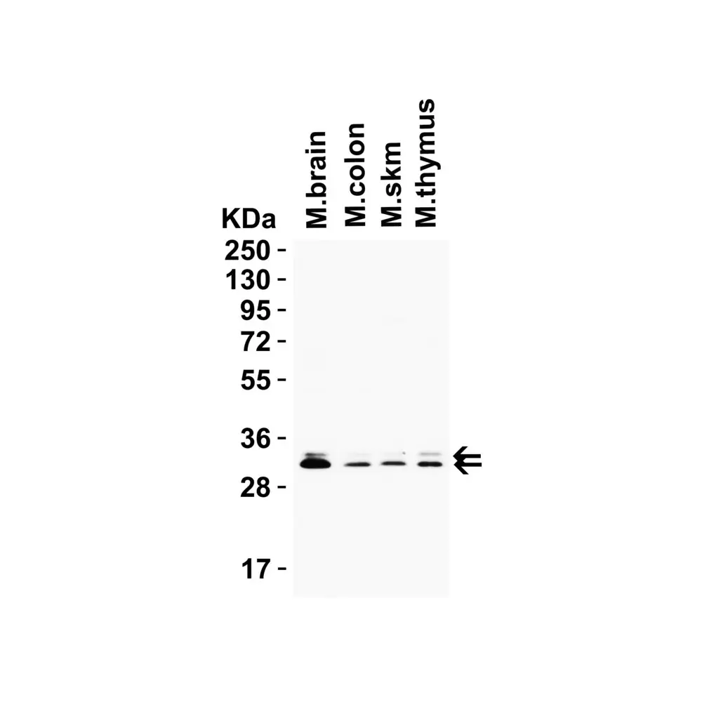 ProSci 9517 PGAM5 (CT) Antibody, ProSci, 0.1 mg/Unit Tertiary Image