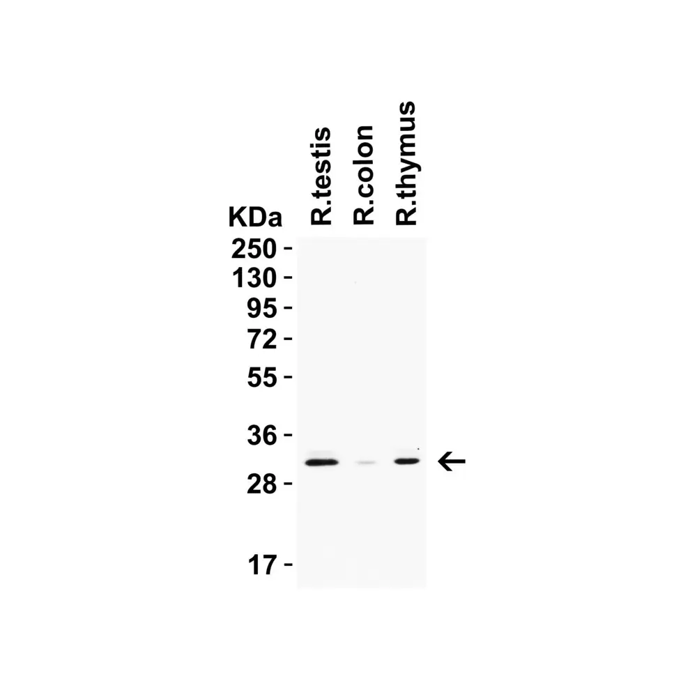 ProSci 9517 PGAM5 (CT) Antibody, ProSci, 0.1 mg/Unit Quaternary Image