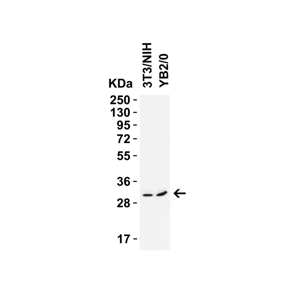 ProSci 9517 PGAM5 (CT) Antibody, ProSci, 0.1 mg/Unit Primary Image