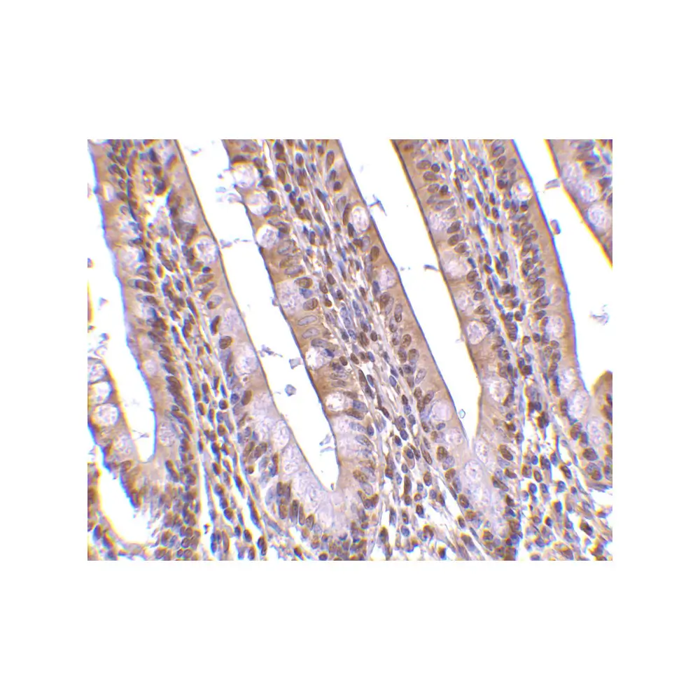 ProSci 3152 PHAP Antibody, ProSci, 0.1 mg/Unit Secondary Image