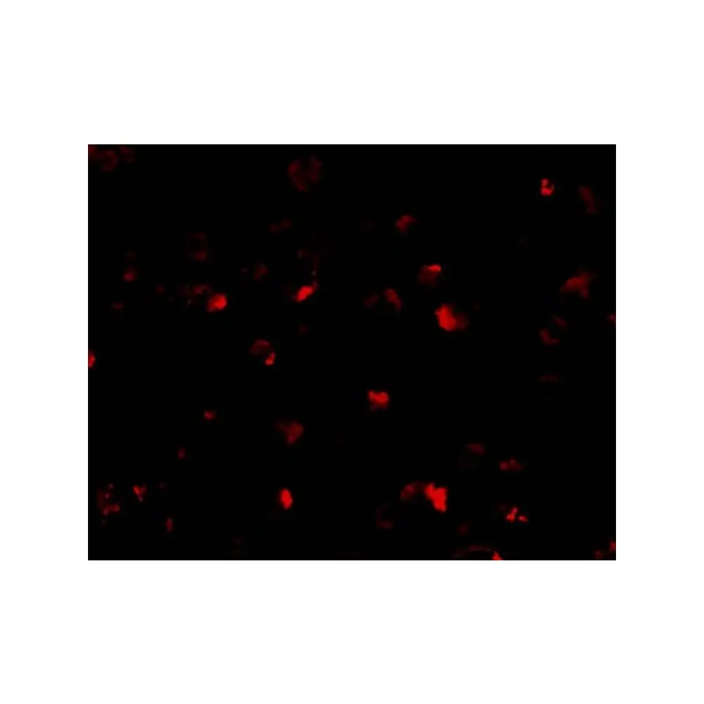 ProSci 3145 PHAP I Antibody, ProSci, 0.1 mg/Unit Quaternary Image