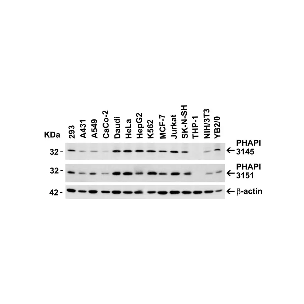ProSci 3145 PHAP I Antibody, ProSci, 0.1 mg/Unit Secondary Image