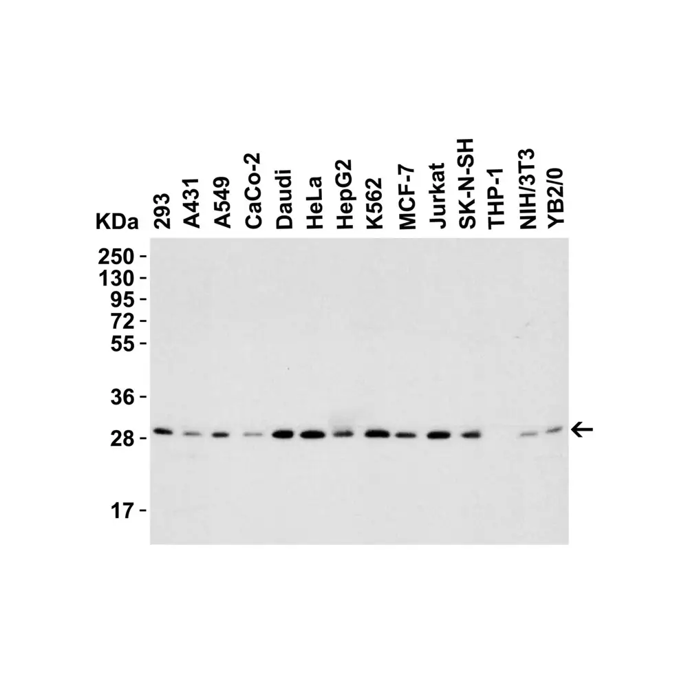 ProSci 3151 PHAP I Antibody, ProSci, 0.1 mg/Unit Tertiary Image