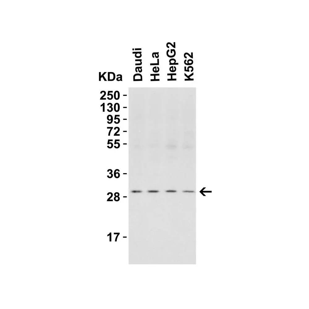ProSci 3145 PHAP I Antibody, ProSci, 0.1 mg/Unit Tertiary Image