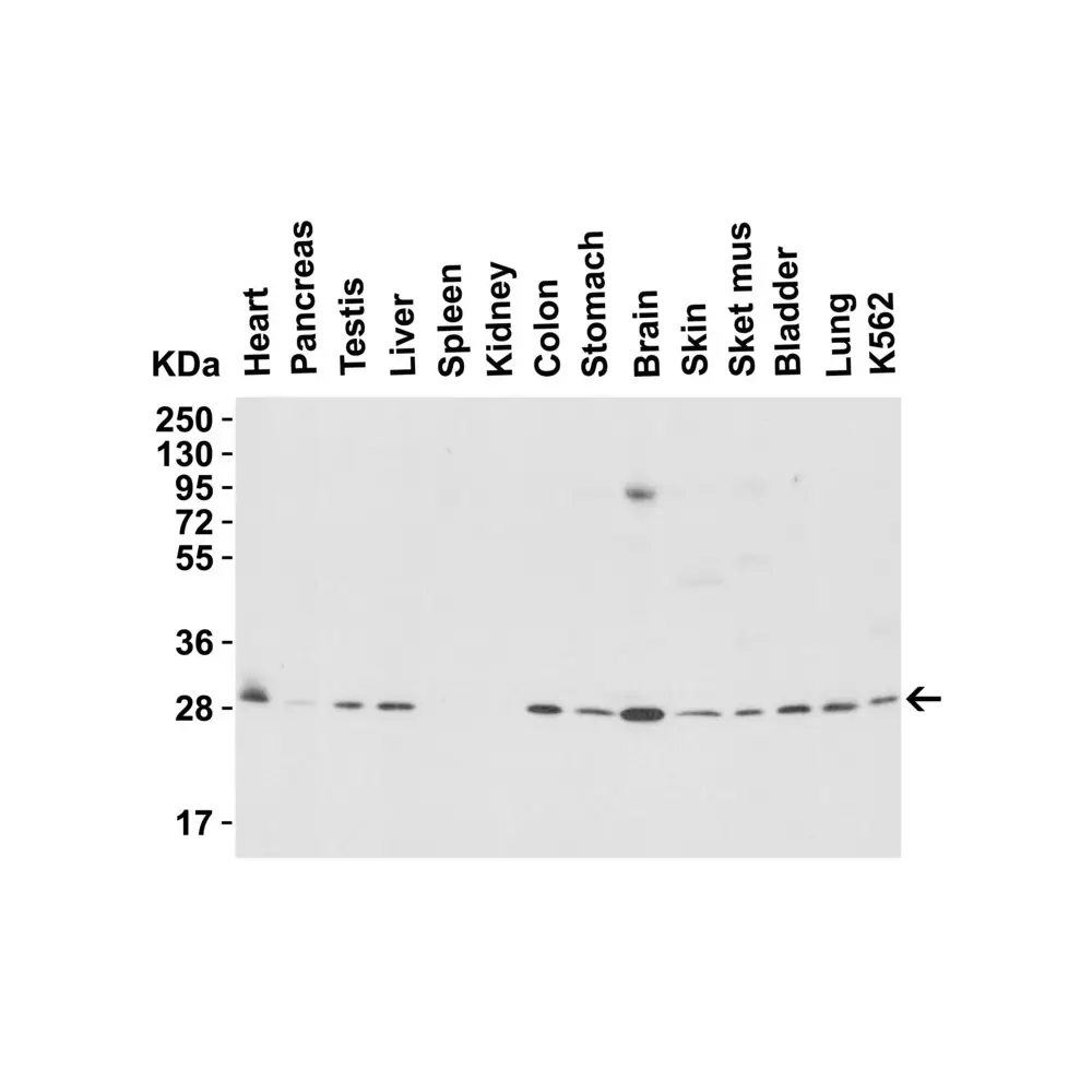 ProSci 3151 PHAP I Antibody, ProSci, 0.1 mg/Unit Quaternary Image