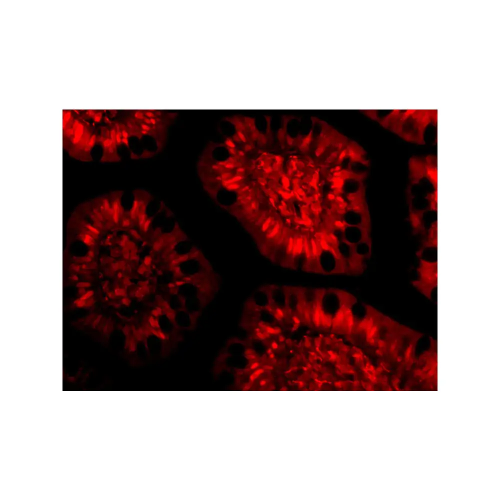 ProSci 3147 PHAP III Antibody, ProSci, 0.1 mg/Unit Tertiary Image