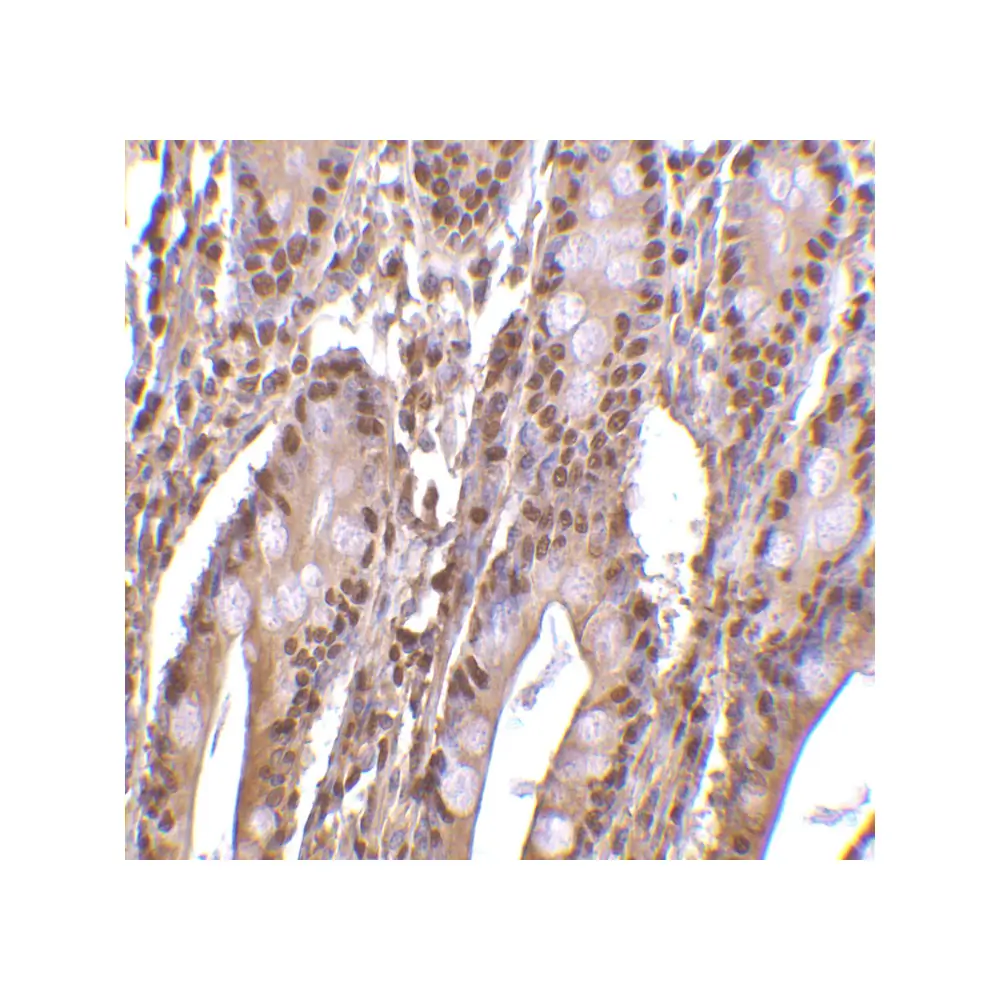ProSci 3147 PHAP III Antibody, ProSci, 0.1 mg/Unit Secondary Image