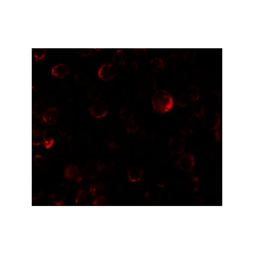 ProSci 7021 PHLPP2 Antibody, ProSci, 0.1 mg/Unit Tertiary Image