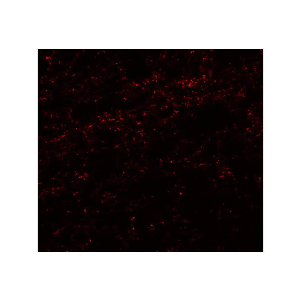 ProSci 6827_S PHOX2A Antibody, ProSci, 0.02 mg/Unit Tertiary Image