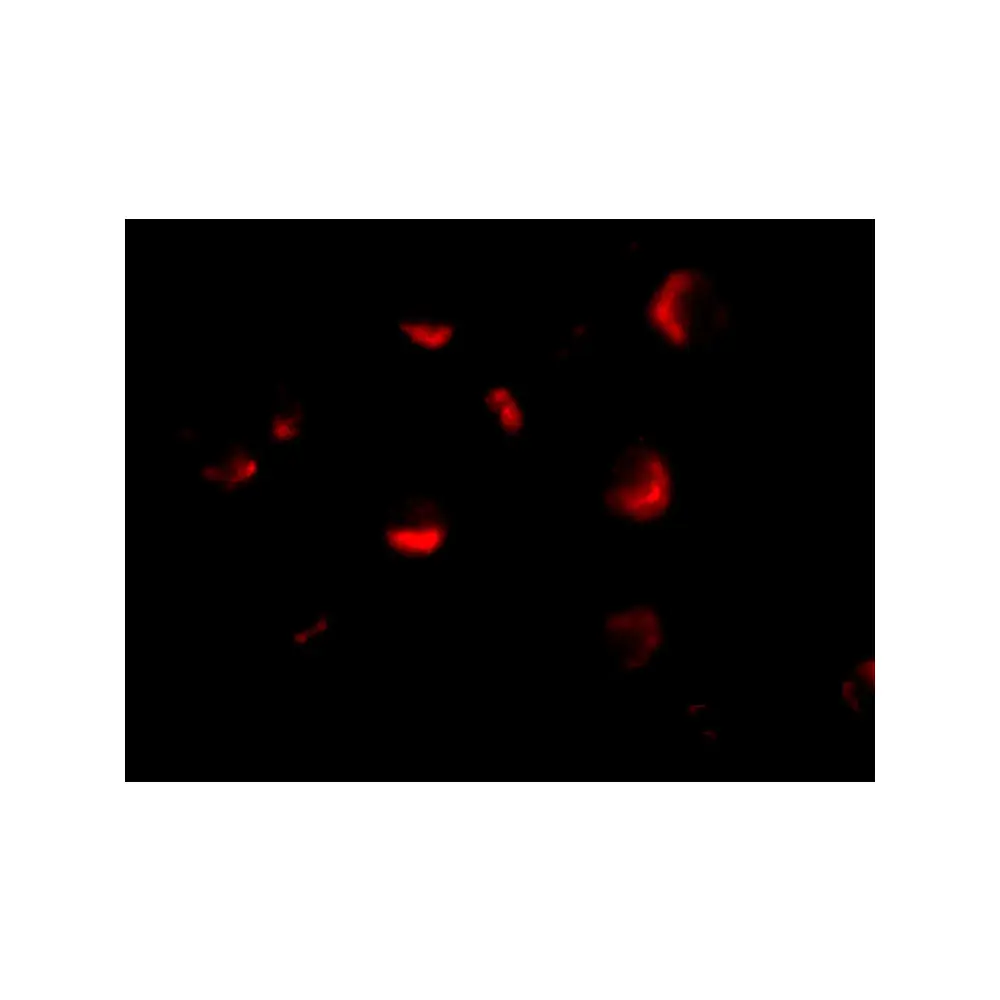 ProSci 2443_S PID Antibody, ProSci, 0.02 mg/Unit Tertiary Image