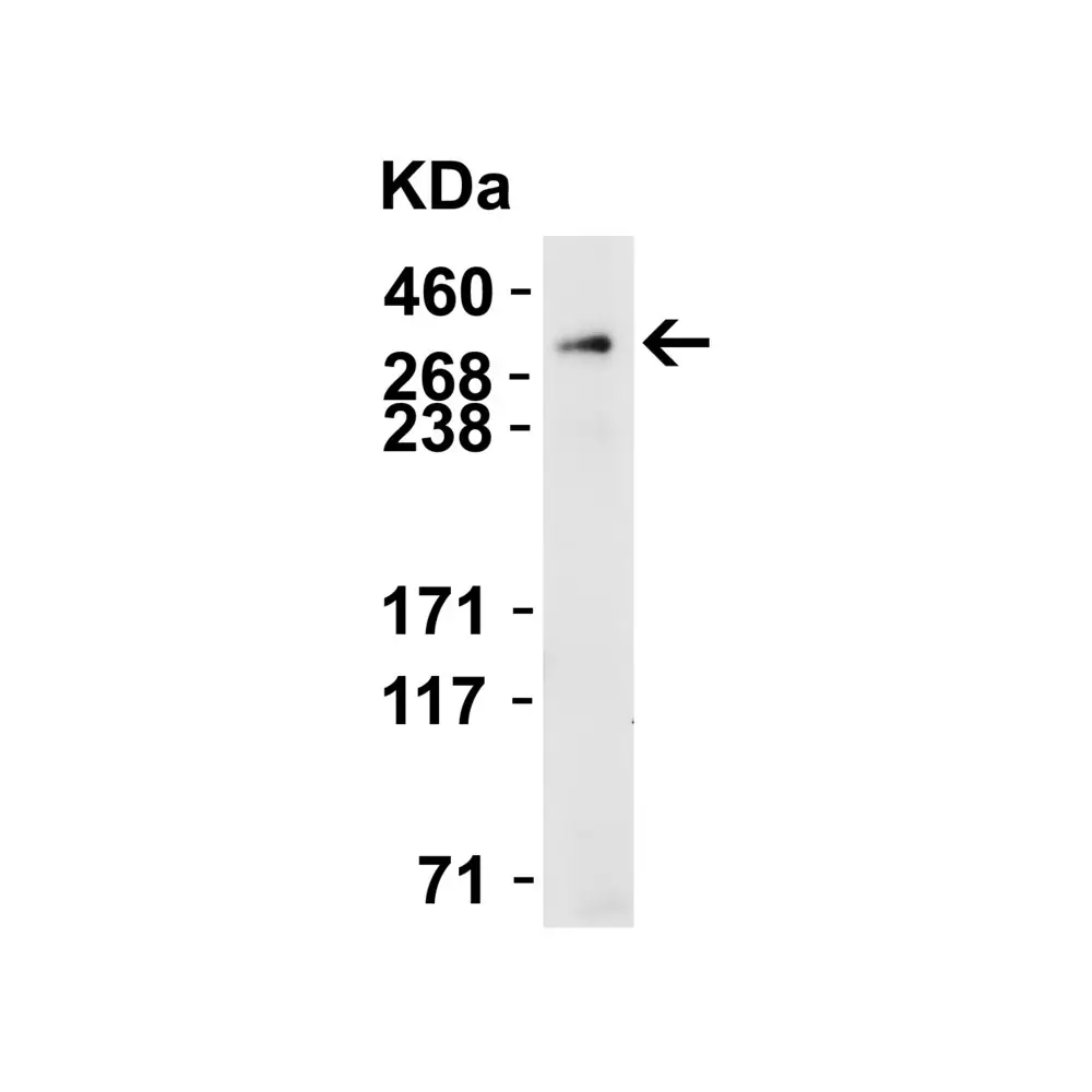 ProSci 8613_S PIEZO2 Antibody, ProSci, 0.02 mg/Unit Secondary Image