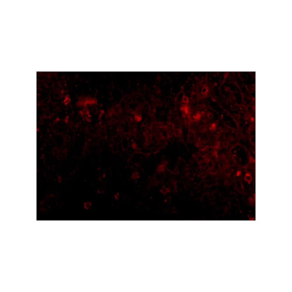 ProSci 4945 PIG-Y Antibody, ProSci, 0.1 mg/Unit Tertiary Image