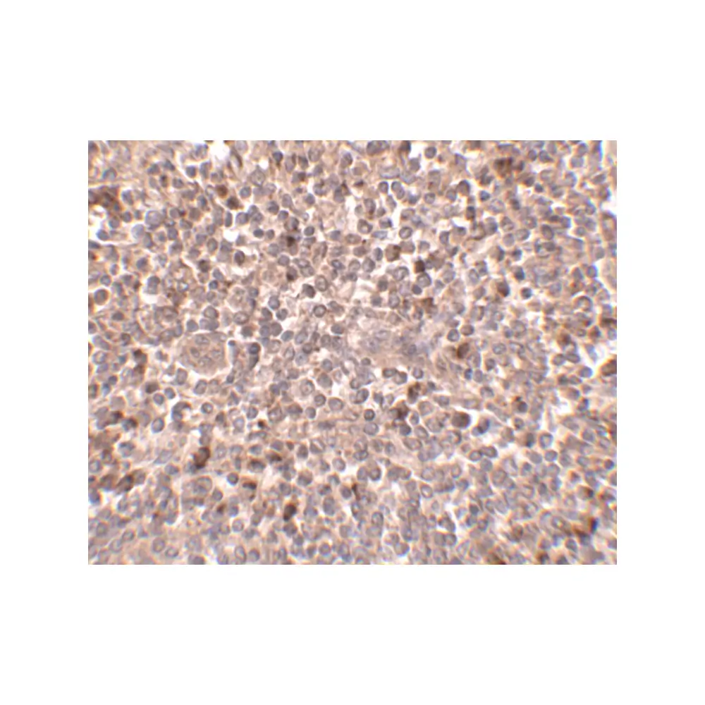 ProSci 4945 PIG-Y Antibody, ProSci, 0.1 mg/Unit Secondary Image