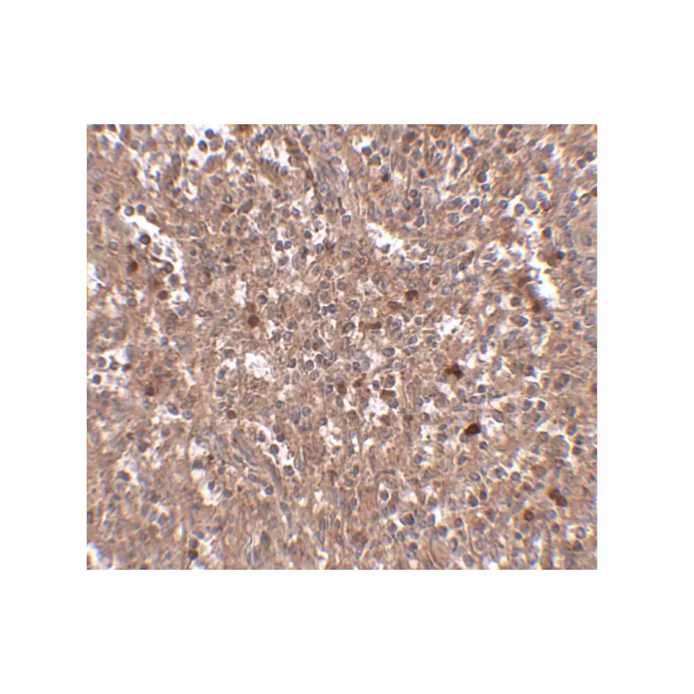 ProSci 4955_S PIG-Y Antibody, ProSci, 0.02 mg/Unit Secondary Image