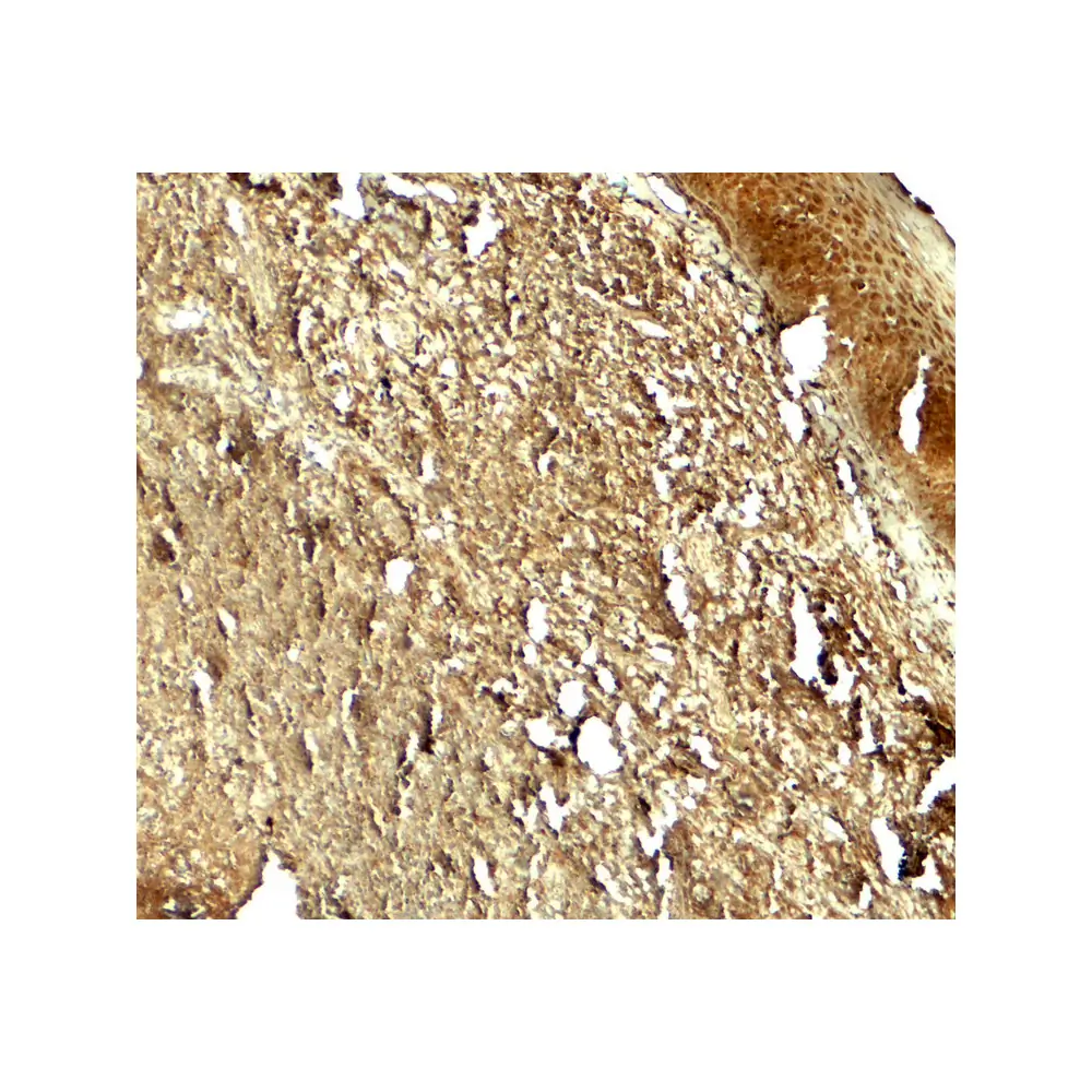 ProSci 7949 PIK3R4 Antibody, ProSci, 0.1 mg/Unit Secondary Image