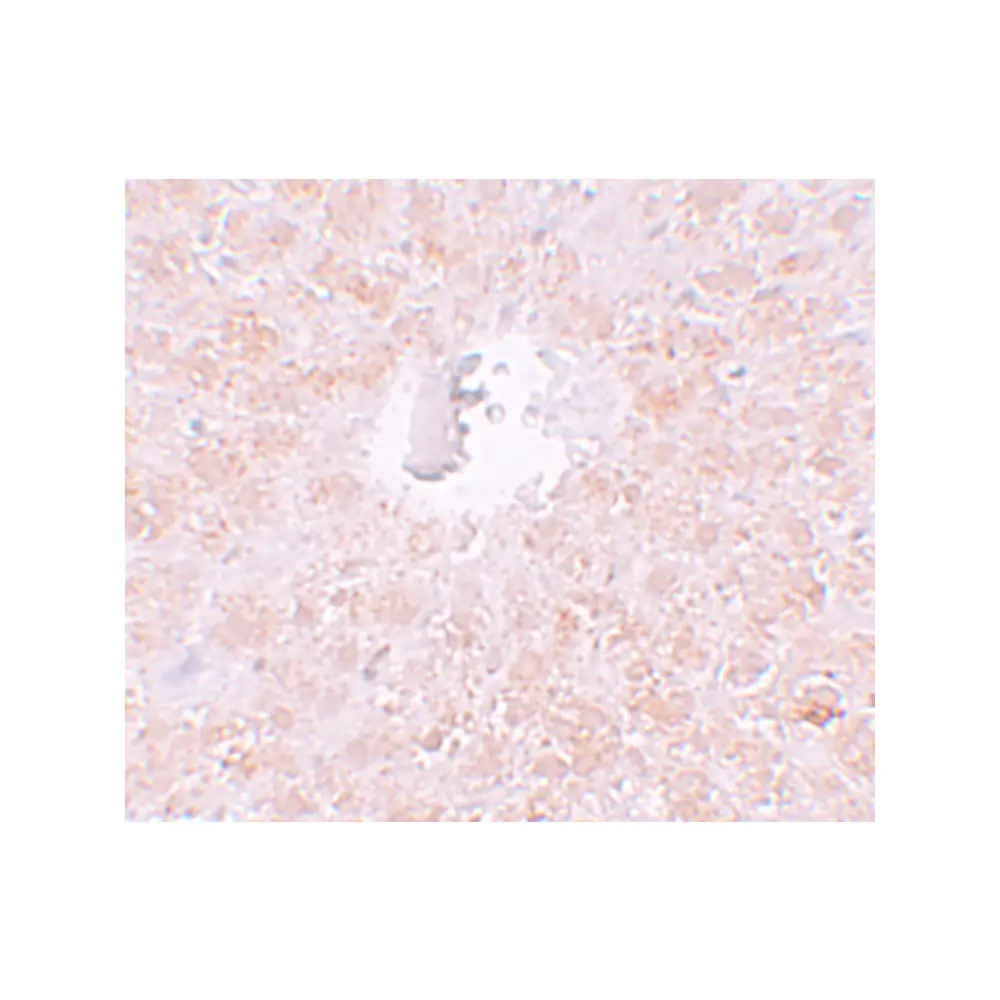 ProSci 6029 PIWI-L1 Antibody, ProSci, 0.1 mg/Unit Secondary Image