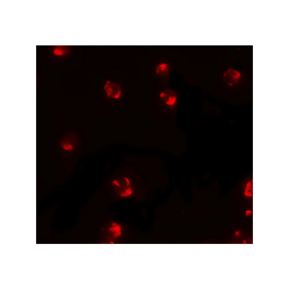 ProSci 6569 PIWI-L2 Antibody, ProSci, 0.1 mg/Unit Tertiary Image