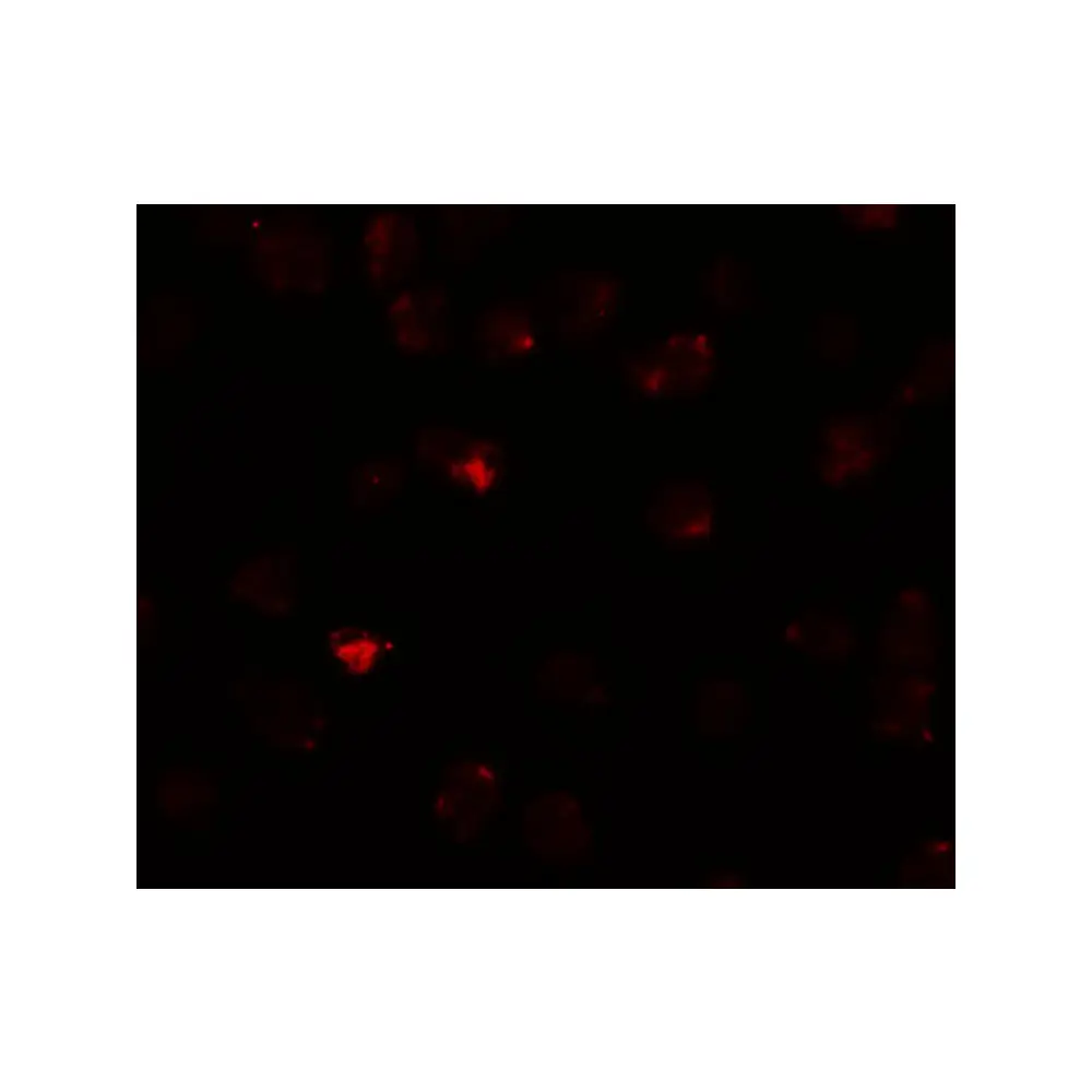ProSci 6033 PIWI-L3 Antibody, ProSci, 0.1 mg/Unit Secondary Image