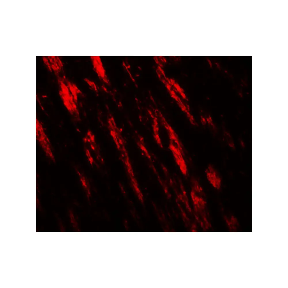 ProSci 8069_S PJA1 Antibody, ProSci, 0.02 mg/Unit Tertiary Image