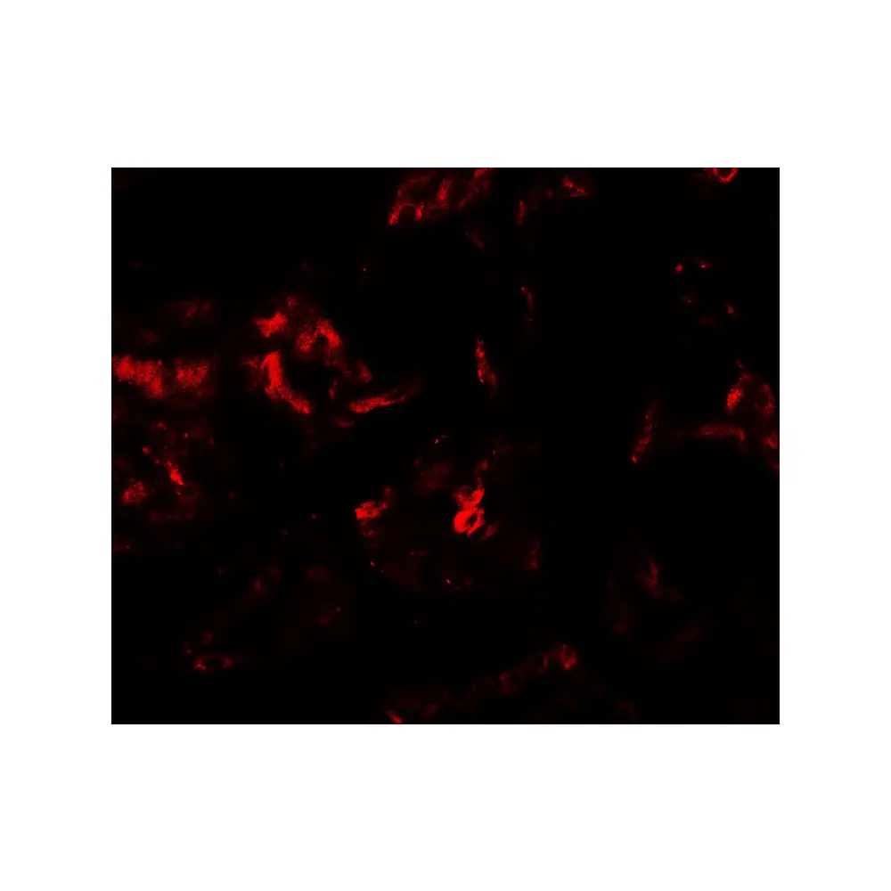 ProSci 7059 PLA1A Antibody, ProSci, 0.1 mg/Unit Secondary Image