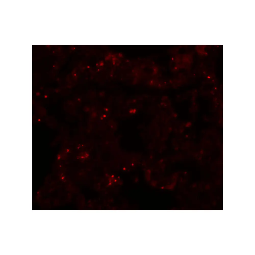 ProSci 5483 PLEKHM1 Antibody, ProSci, 0.1 mg/Unit Tertiary Image