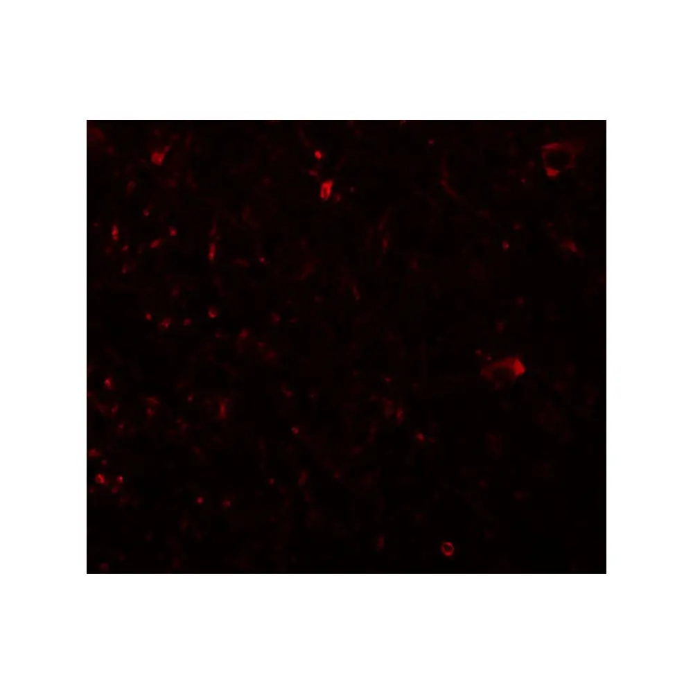 ProSci 5487_S PLEKHM3 Antibody, ProSci, 0.02 mg/Unit Tertiary Image