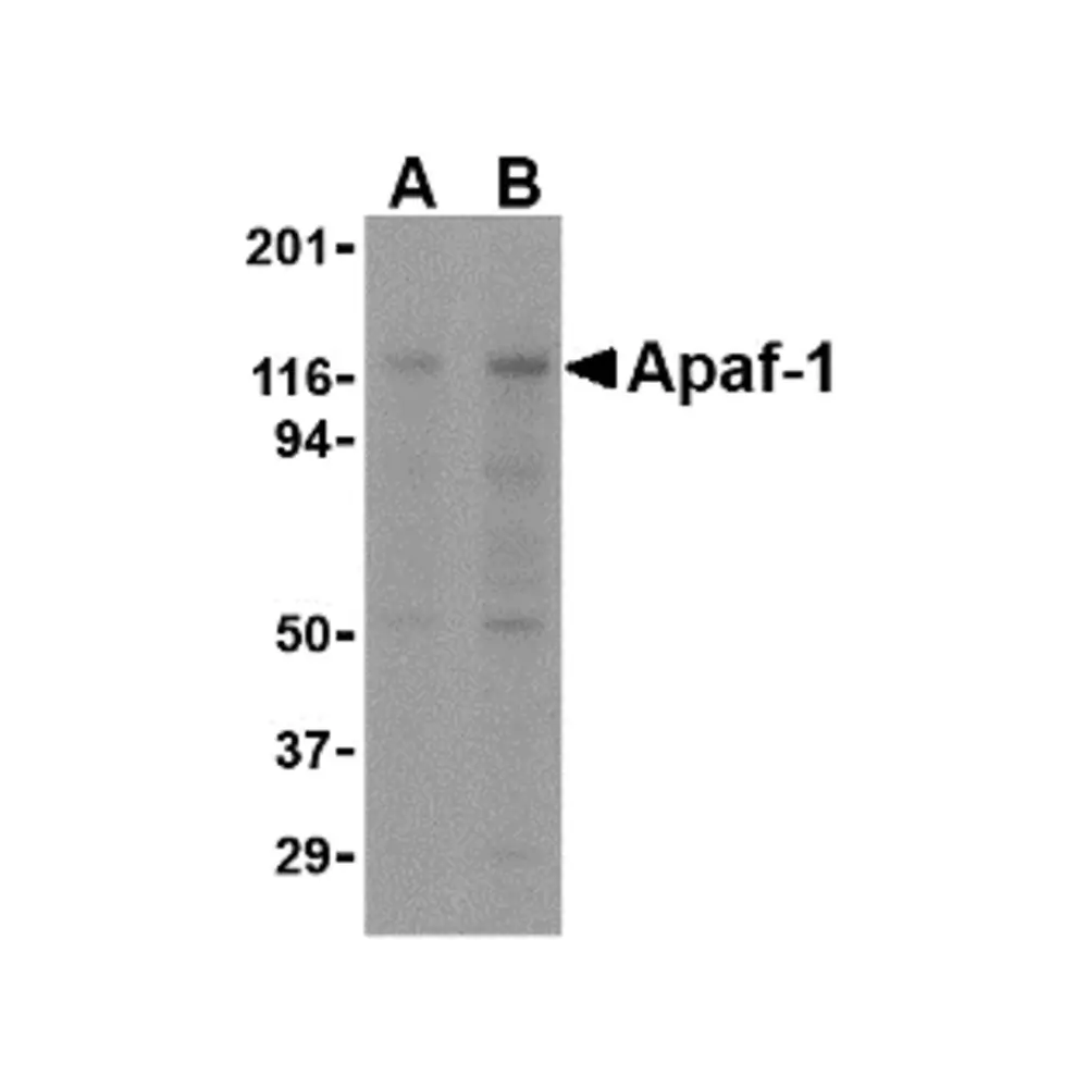 ProSci PM-2015 Apaf-1 Antibody [2E10] , ProSci, 0.1 mg/Unit Primary Image