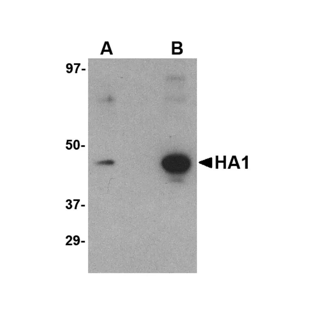 ProSci PM-4007 Hemagglutinin Antibody [1E6A7] , ProSci, 0.1 mg/Unit Primary Image