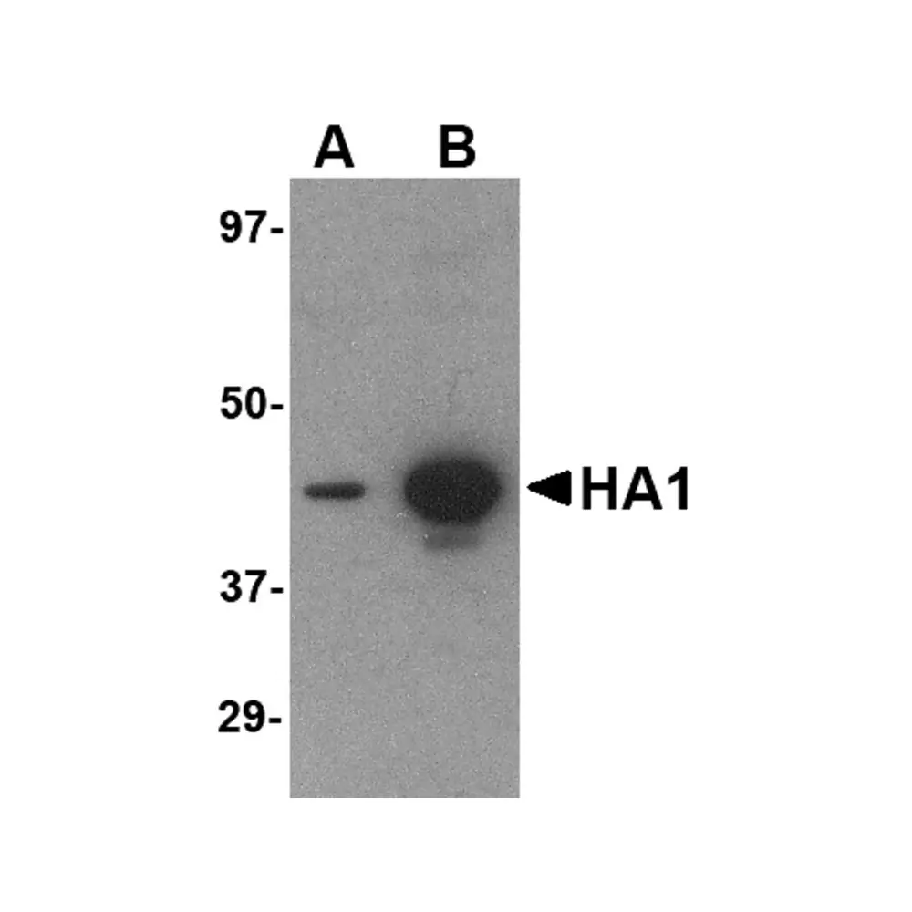 ProSci PM-4008_S Hemagglutinin Antibody [1E7D8] , ProSci, 0.02 mg/Unit Primary Image