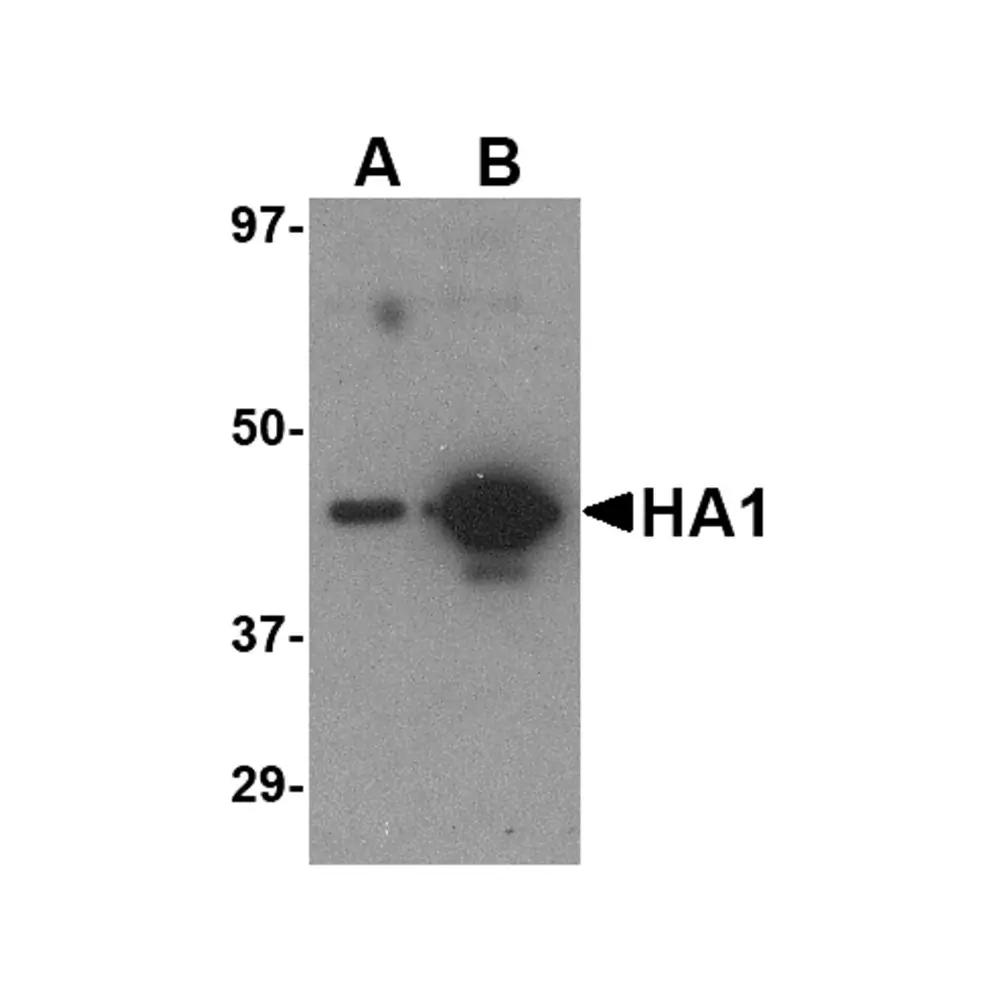 ProSci PM-4009_S Hemagglutinin Antibody [7B9B2] , ProSci, 0.02 mg/Unit Primary Image