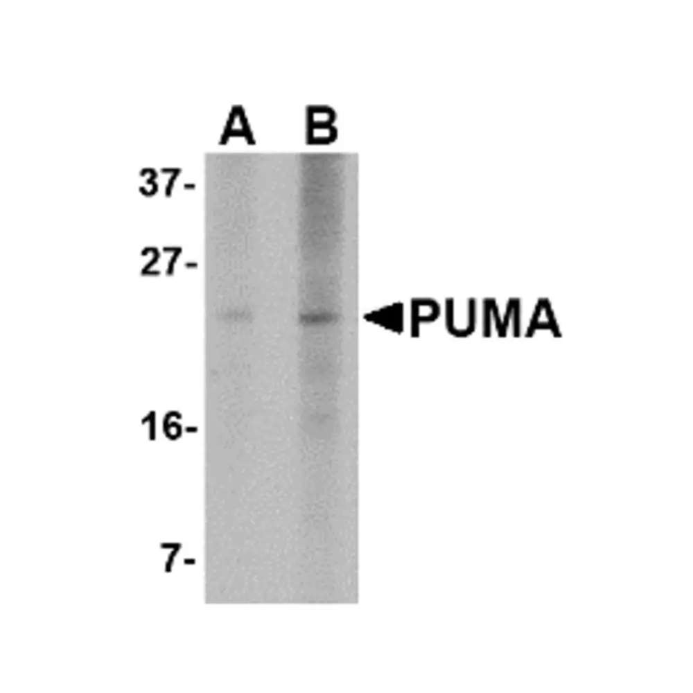 ProSci PM-4523 PUMA Antibody [2A8F6] , ProSci, 0.1 mg/Unit Primary Image