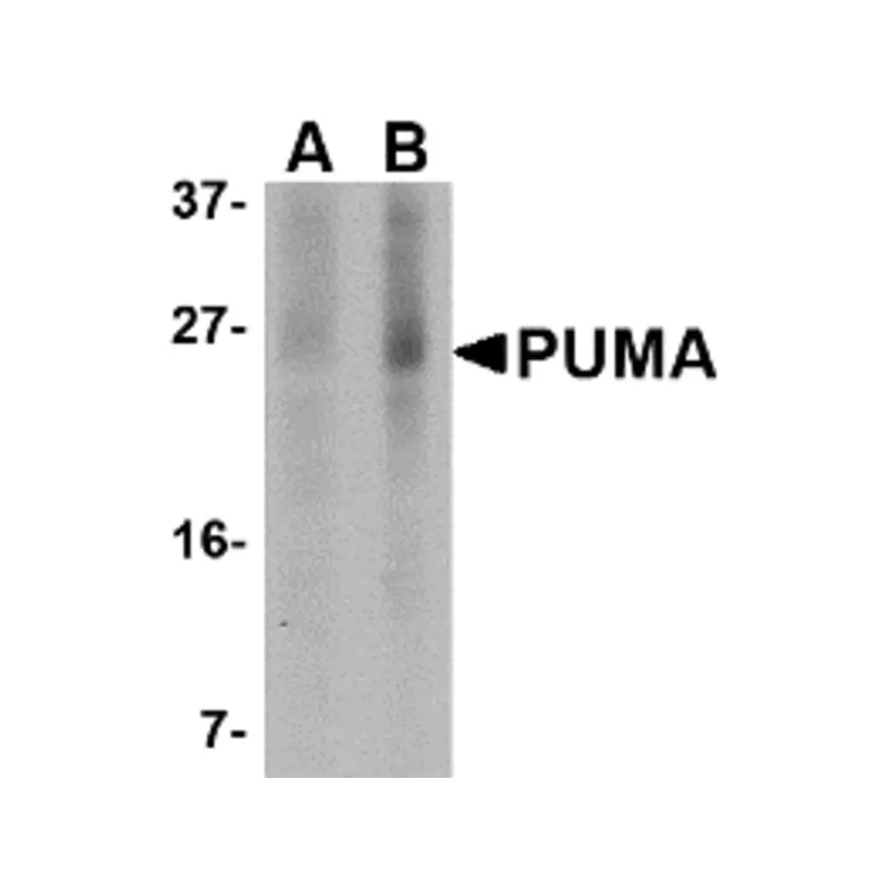 ProSci PM-4525 PUMA Antibody [2A9G5] , ProSci, 0.1 mg/Unit Primary Image