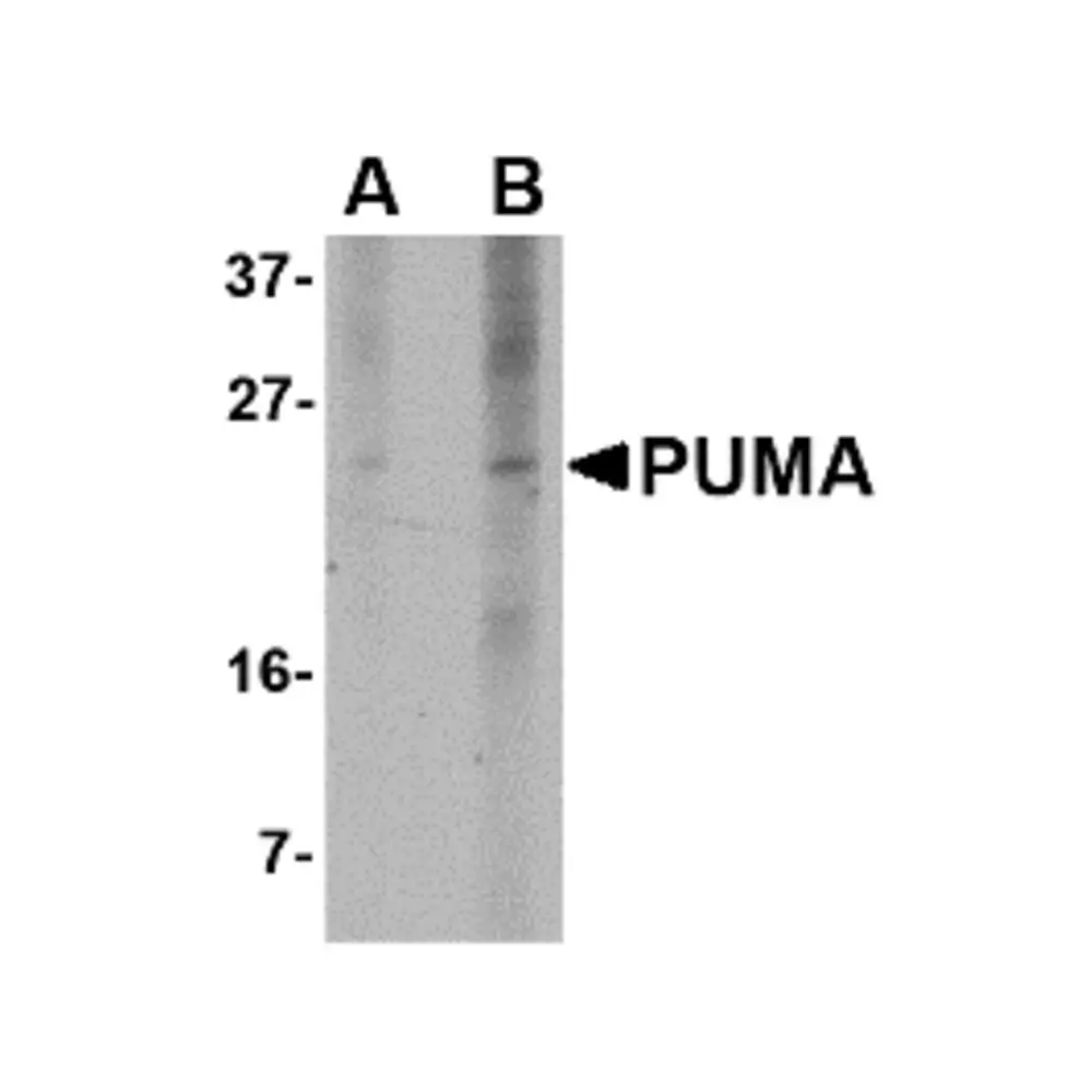 ProSci PM-4527 PUMA Antibody [10C5G1] , ProSci, 0.1 mg/Unit Primary Image
