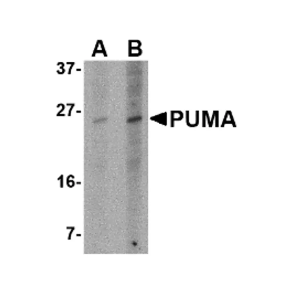 ProSci PM-4529 PUMA Antibody [10D4G7] , ProSci, 0.1 mg/Unit Primary Image