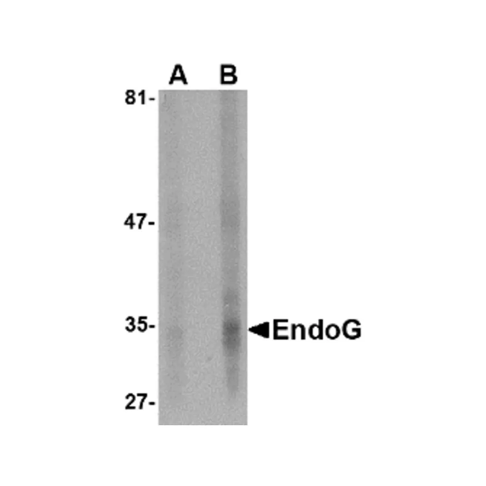 ProSci PM-4583_S EndoG Antibody [7F2G10] , ProSci, 0.02 mg/Unit Primary Image