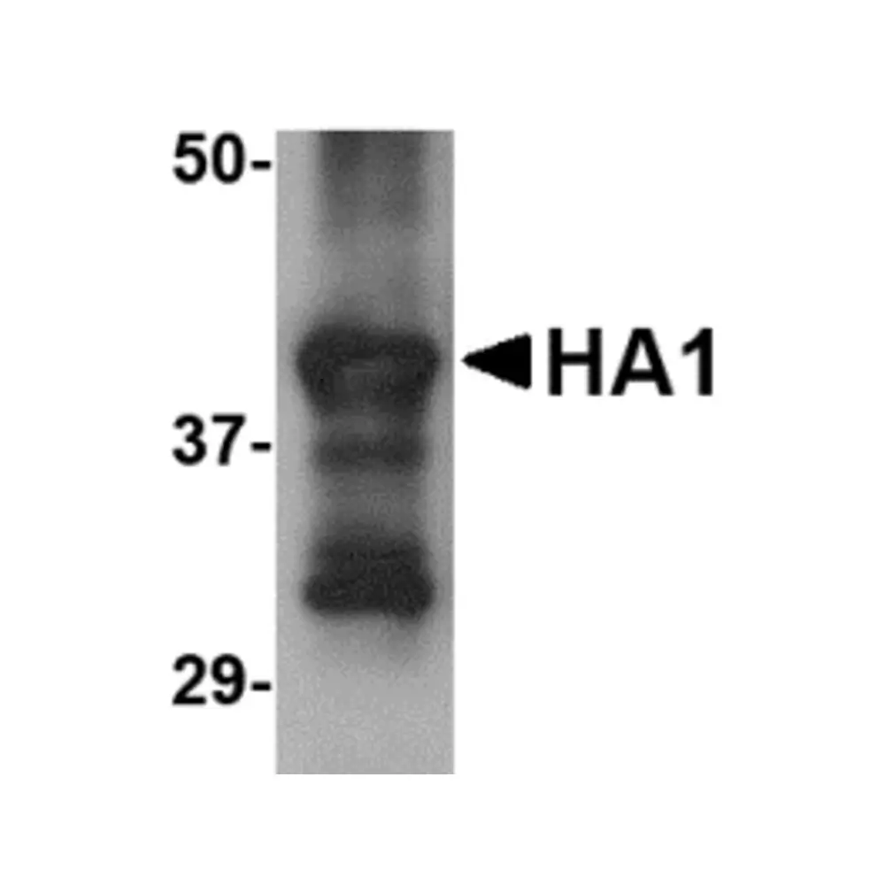 ProSci PM-4669_S Hemagglutinin Antibody [4E10C10] , ProSci, 0.02 mg/Unit Primary Image