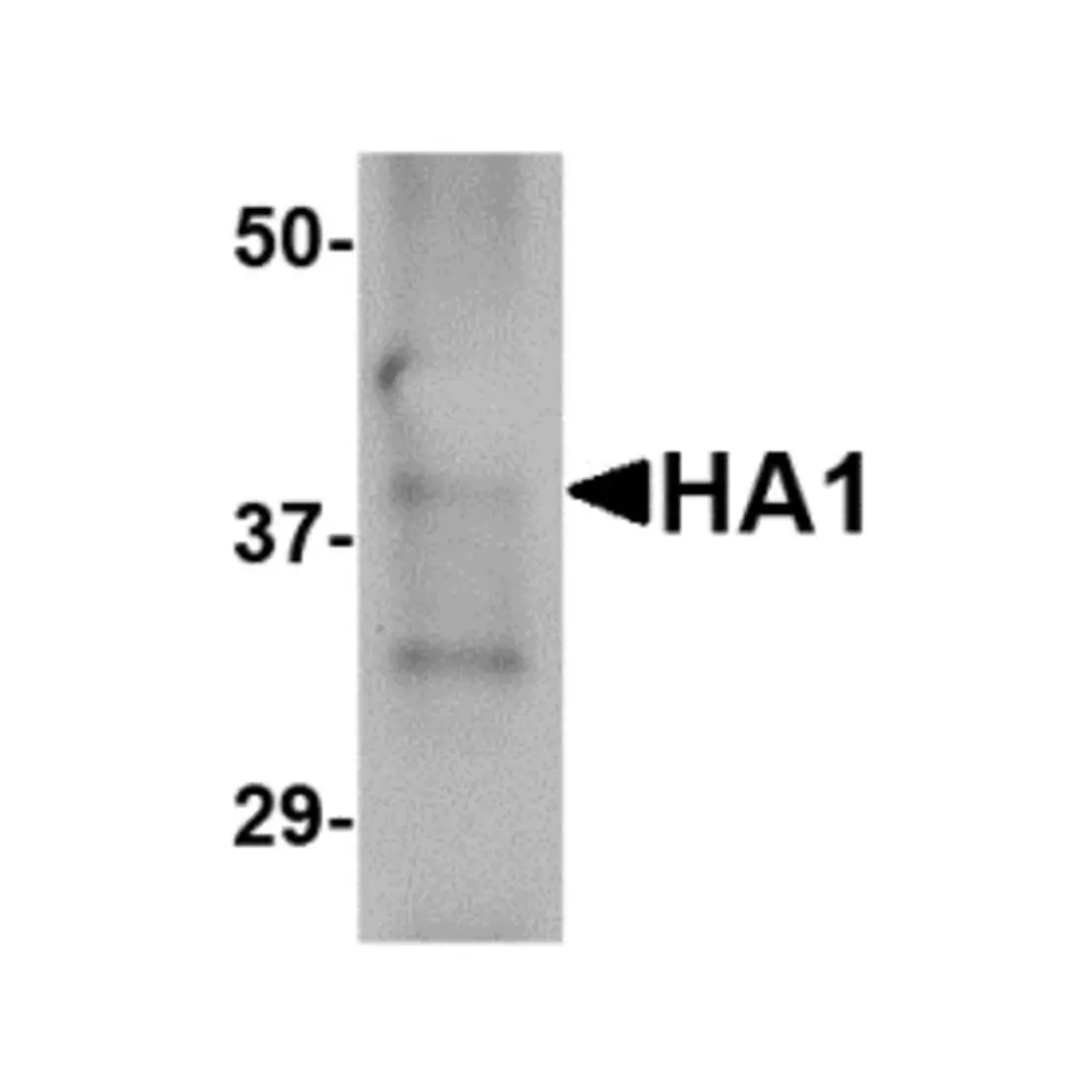 ProSci PM-4671 Hemagglutinin Antibody [4E11E1] , ProSci, 0.1 mg/Unit Primary Image