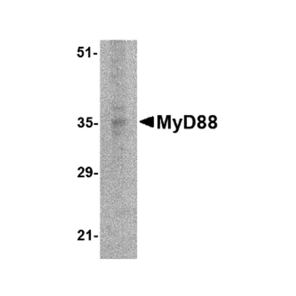 ProSci PM-4673 MyD88 Antibody [2E9C2] , ProSci, 0.1 mg/Unit Primary Image