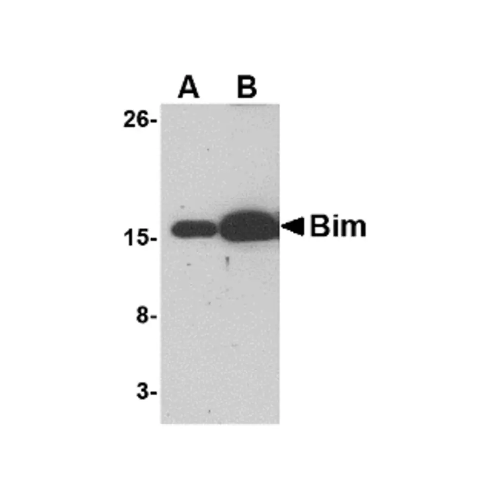 ProSci PM-4819 Bim Antibody [1C2C8] , ProSci, 0.1 mg/Unit Primary Image