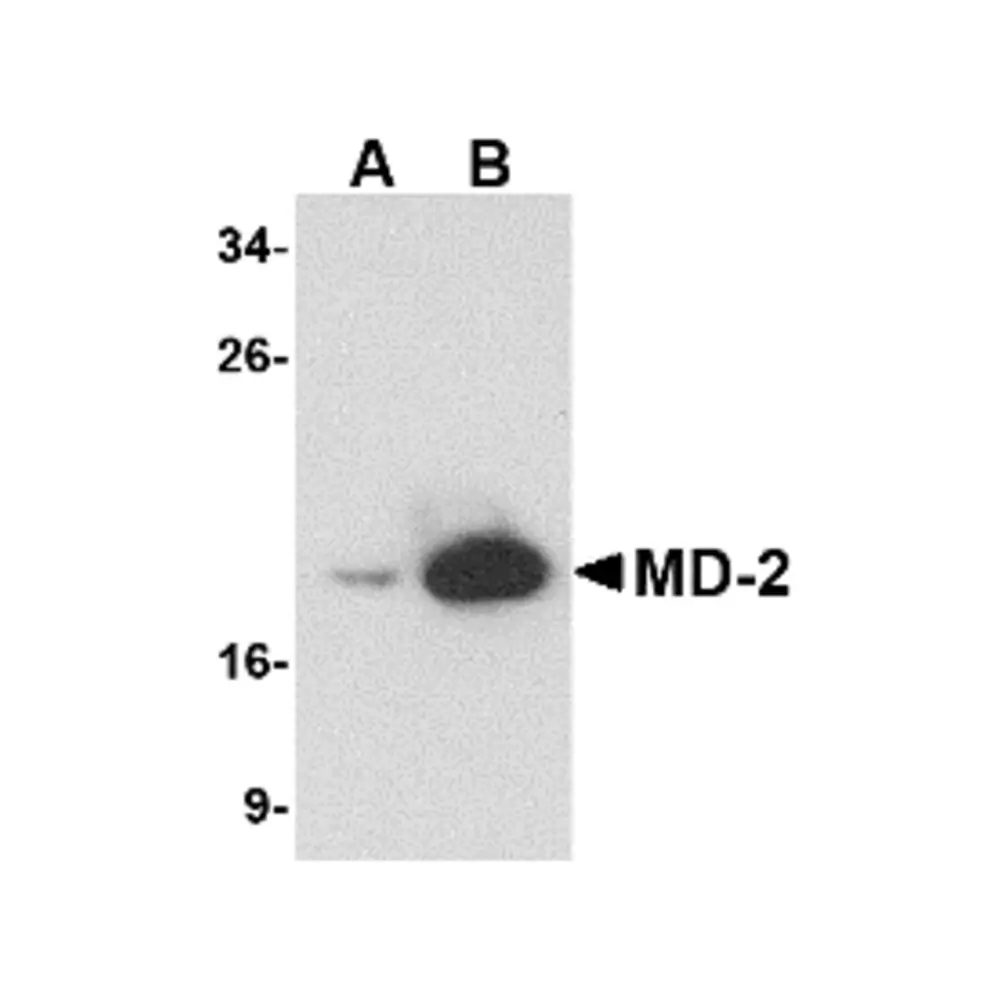 ProSci PM-4845_S MD-2 Antibody [9F1B1] , ProSci, 0.02 mg/Unit Primary Image