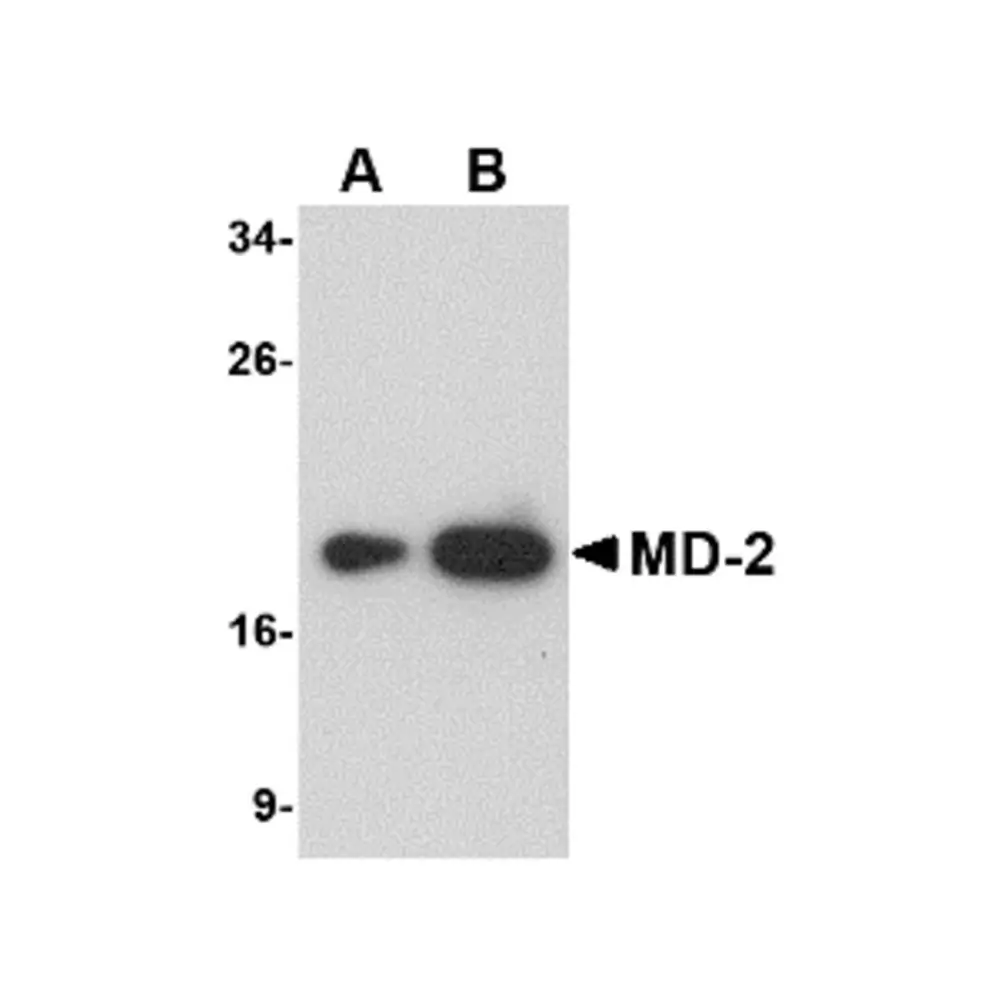 ProSci PM-4847 MD-2 Antibody [1A2E3] , ProSci, 0.1 mg/Unit Primary Image