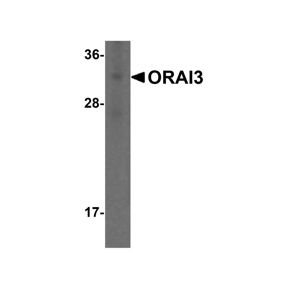 ProSci PM-4911_S ORAI3 Antibody [2H2G9] , ProSci, 0.02 mg/Unit Primary Image