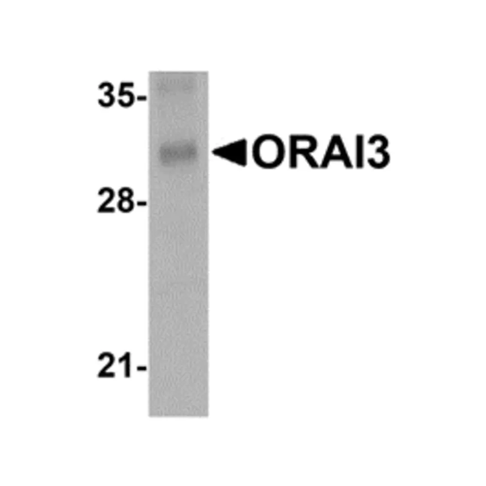 ProSci PM-4913 ORAI3 Antibody [1B4F1] , ProSci, 0.1 mg/Unit Primary Image