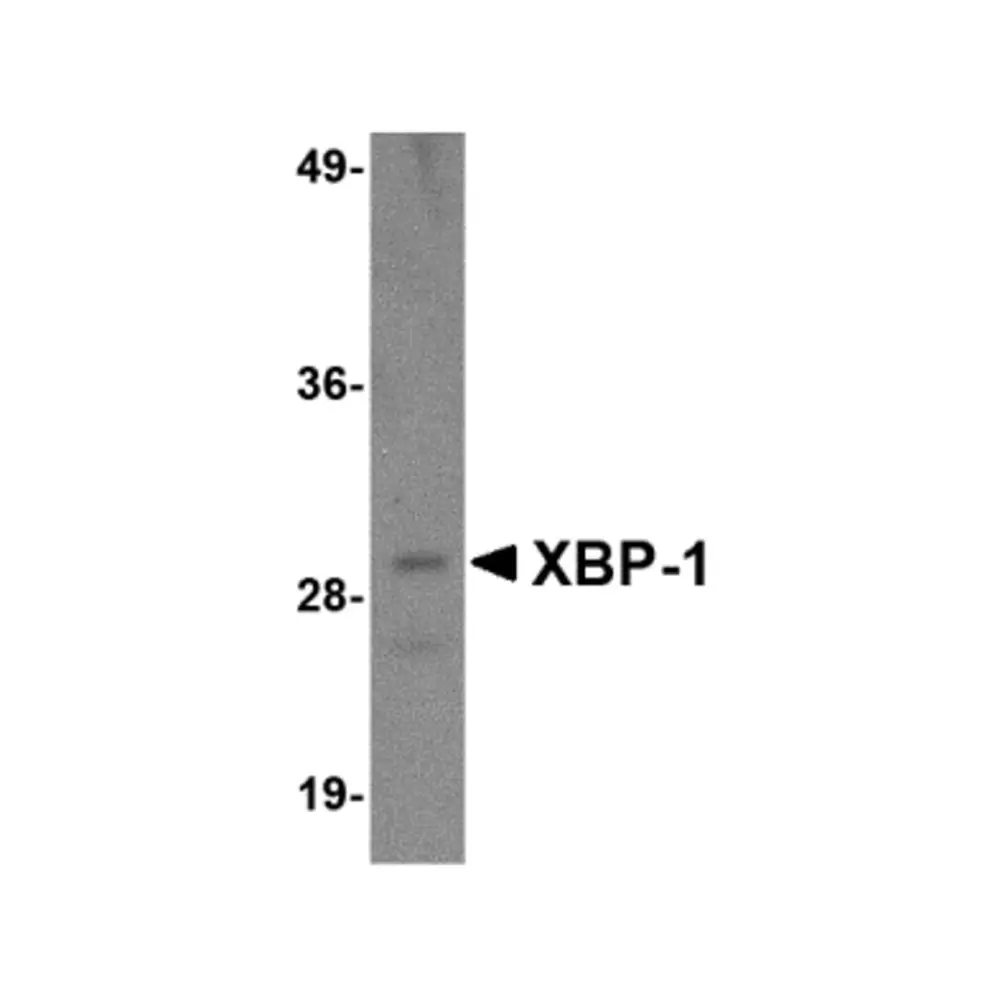 ProSci PM-4935_S XBP-1 Antibody [3H1G4] , ProSci, 0.02 mg/Unit Primary Image